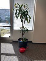 Indoor live plant in tall black pot with red watering can on carpet near windowed door.