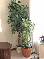 Wide view showing both artificial tree and artificial plant positioned near corner by curtain and side table