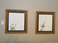 Two gold framed botanical art prints featuring dandelions and other flowers, signed and numbered by artist J. Ward-Harris hanging on wall.