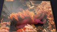 Framed lithograph of a purple and orange Spanish Shawl Sea Slug surrounded by underwater anemones and marine life. The print is protected by glass within a metal frame.