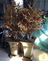 Pair of silk fall foliage on birch branches in square brass footed urns with autumn colors and white birch bark, photographed in garage space.