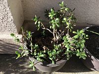 Large pot with mature jade plant with several green fleshy leaves and sprawling growth