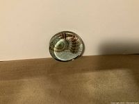 Front view of glass paperweight showing fossil included inside.