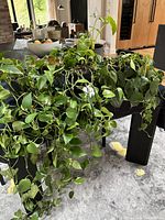 Four house plants with trailing vines and green heart-shaped leaves in black plastic pots on a black table.