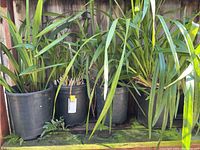 Photo of 4 orchid plants in black 5 gallon plastic planters showing multiple long green leaves and a few pruned stems at base.