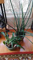 Two living houseplants in 8-inch planters sitting on a wooden floor near a window. One plant has tall, thin, upright stalks, the other has broad leaves and is labeled as Bella Amaryllis.