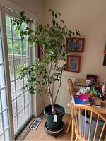 Full view of tall Ficus Retusa potted plant near sliding glass door and kitchen dining table, showing the entire tree and pot on the rolling stand.