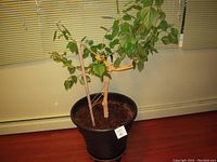 Hibiscus plant in large black plastic pot from front view, showing main trunk, branches, and soil.