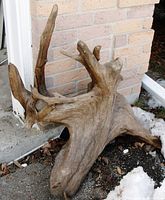 Driftwood piece placed by a brick wall showing its base and twisted branches.