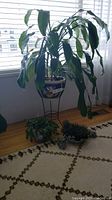 Tall leafy plant in ceramic pot on black metal stand, smaller plants on floor below