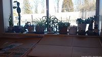 Wide view of multiple cactus and succulent plants in various pots on a window ledge, includes ceramic bird decor pieces.