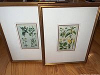 Two framed botanical lithographs shown side by side on wooden floor, both in gold-tone frames with white mats.