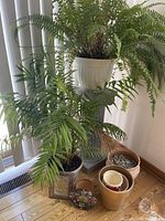Photo showing fern plant elevated on a gray plant stand with two other leafy plants in pots on the floor plus several empty pots and decorative stones nearby.