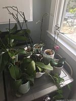 Nine plants including eight orchids and one leafy plant arranged on a table near a window.