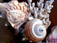 Photo showing three large ocean shells with natural patterns and coloration alongside white branching coral.