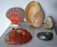 Front view of five large vintage seashells showing shape and surface textures including scallop, conch, and abalone shells.