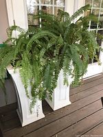 Pair of white pedestal plant stands holding potted ferns, placed on outdoor wooden floor near glass door.