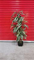 Full view of the artificial variegated floor plant showing its height and leaf pattern against a red background.