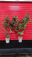 Front view of the pair of artificial fig trees showing full height and concrete pots.