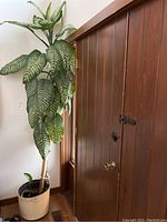 Full view of the tall Dieffenbachia plant with large variegated leaves in a beige pot, next to a wooden door.