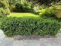 Seven vibrant green boxwood shrubs lined up outdoors in garden setting.