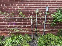 Apple tree espaliered against brick wall showing overall length and width with surrounding plants.