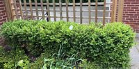 Full view of row of eight boxwood shrubs against a trellis