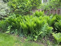 Wide view of dense patch of green ferns under wooden fence