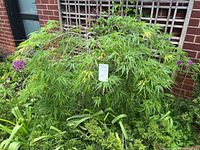 Full view of 3 ft tall Japanese maple showing dome-shaped canopy and surrounding garden
