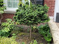 Front view of small topiary cedar tree showing single slender trunk and dense dome of foliage against brick façade