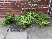 Photo showing three small evergreen shrubs positioned in a garden bed bordered by stone slabs and a brick wall.