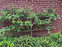 Full view of apple tree espalier against brick wall with green leaves and supporting wires.