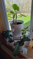 Five house plants in white pots placed near window with green outdoor scene in background; central large plant with big green leaves in white pot on black metal plant stand