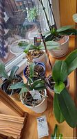 Six house plants including orchids arranged on a wooden surface beside a window showing various pots, aerial roots, and foliage.