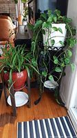 Two live plants, one in white plastic pot with variegated heart-shaped leaves, other a spider plant in reddish-brown ceramic pot. Both placed on separate stands, black metal plastic and wooden.