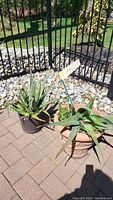 Two aloe plants in separate planters outside on paved patio near black metal fence, seen from above and side to show size and details.
