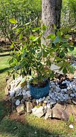 Full view of Clusia plant with green leaves and branches in decorative blue ceramic planter surrounded by white and brown stones outdoors.