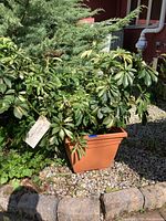 Full view of the variegated Schefflera plant in the orange planter placed outdoors on gravel.