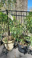 Two live Oleander plants together in planters; one in beige decorative pot and other in black plastic pot, displayed outdoors.