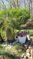 Full view of Pygmy Date Palm and Purple Queen potted plants outdoors, showing size and planting containers