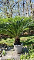 Front view of live sago palm in white planter showing overall plant height and frond spread