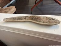 Full-length side view of fish fossil on sediment slab