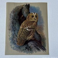 The Tawny Owl perched on a tree trunk, detailed feathers in brown shades with white markings, on a beige background.