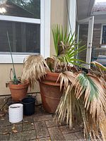 Full view of four garden pots and palm plant on paved outdoor patio against house wall. Largest pot holding plant and three smaller pots are visible.