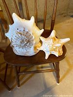 Two large decorative sea shells, one large creamy white spiked shell and one smaller star-like beige shell, both placed on a wooden chair for display.