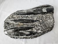 Top-down view showing multiple black Orthoceras fossils embedded in grey matrix.