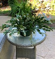 Christmas cactus plant placed outdoors on a glass-top wicker table, showing full plant spread and segmented flat green leaves in natural light with garden pond in background.