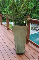 Front angle showing the Japanese spindle tree in the large misty green tapered square planter with stand on wooden deck, details of foliage and planter visible.