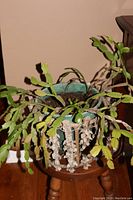 Christmas cactus plant with green segmented leaves in a green ceramic pot with soil, placed on a carved wooden stand on hardwood floor.
