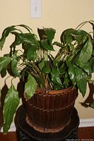 Front view of large peace lily with glossy green leaves planted in a dark brown wicker basket.